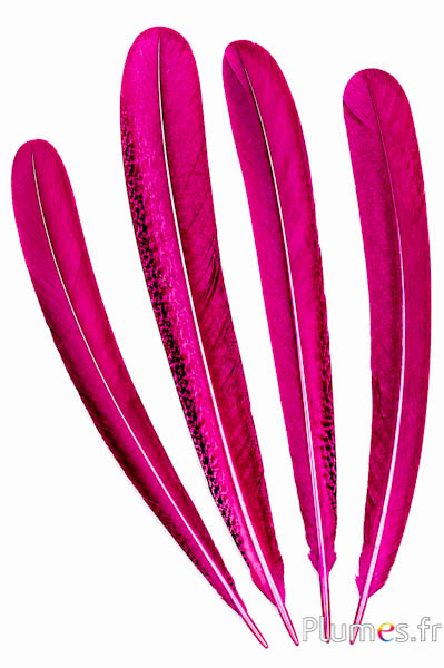 Pauw violet - 45-52 cm - fuchsia